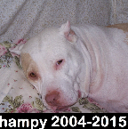 Champy .2004-2015